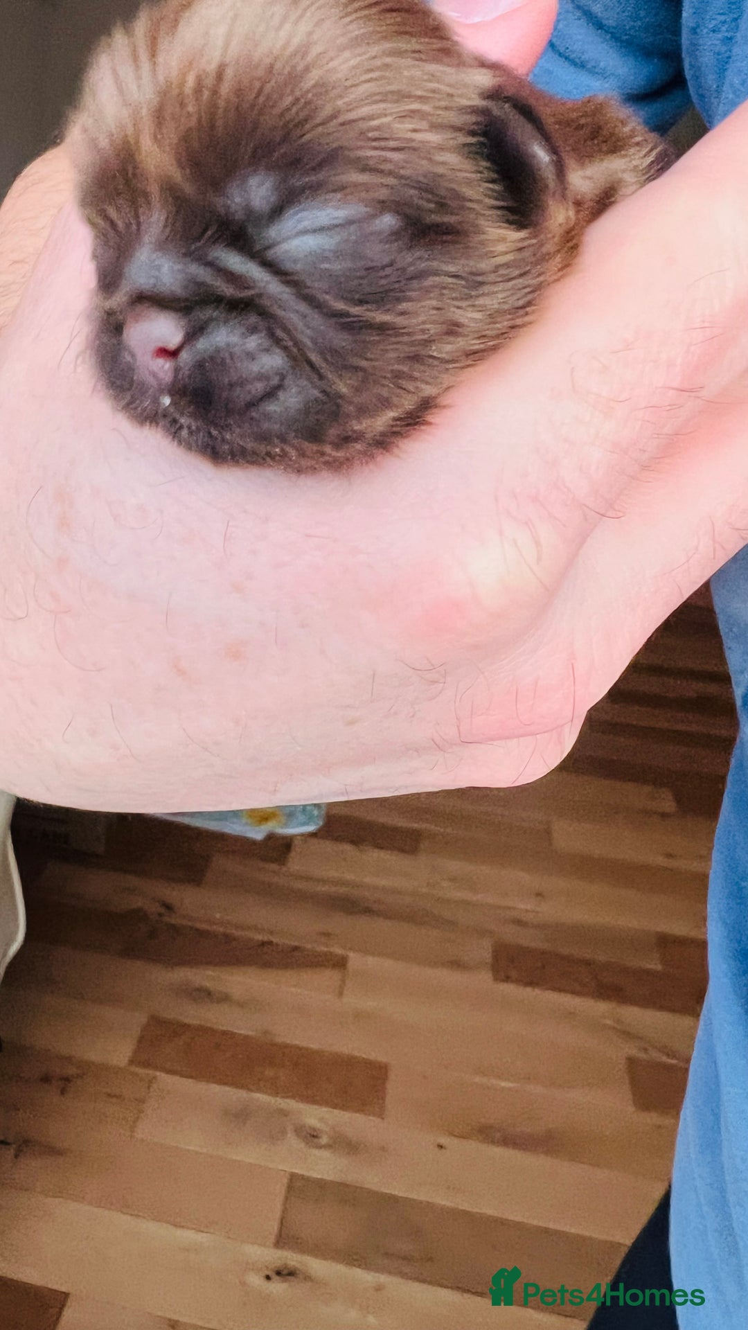 Shih Tzu dogs for sale: Shih Tzu Puppies - Advert 9