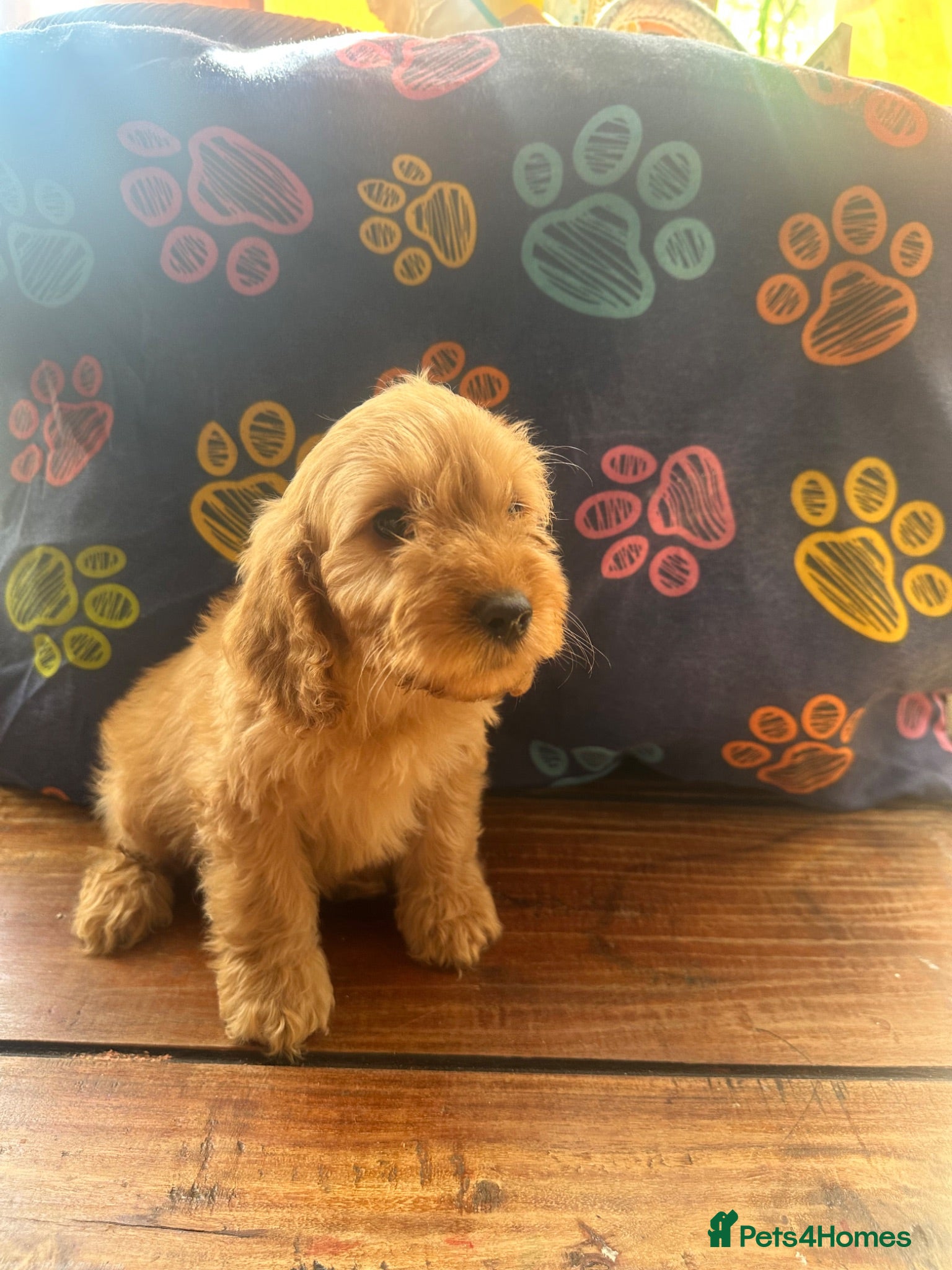 Cockapoo dogs Cockapoo pups ready to go ! Meet mum and dad  - Advert 3