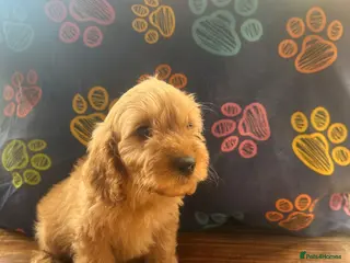 Cockapoo dogs Cockapoo pups ready to go ! Meet mum and dad - Advert 3