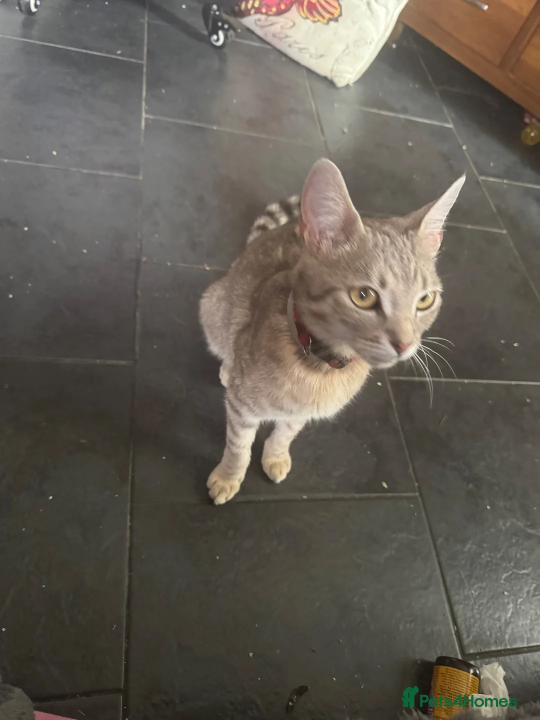 Mixed Breed cats for sale: 2 beautiful female left - Advert 1