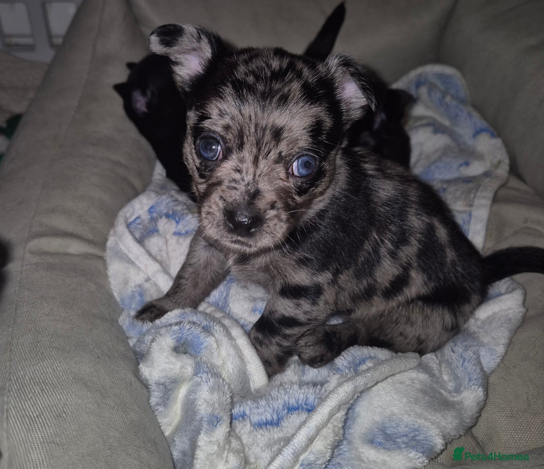 Chihuahua dogs for sale: 4 pure breed chihuahua, 2 merle  2 twins - Advert 5