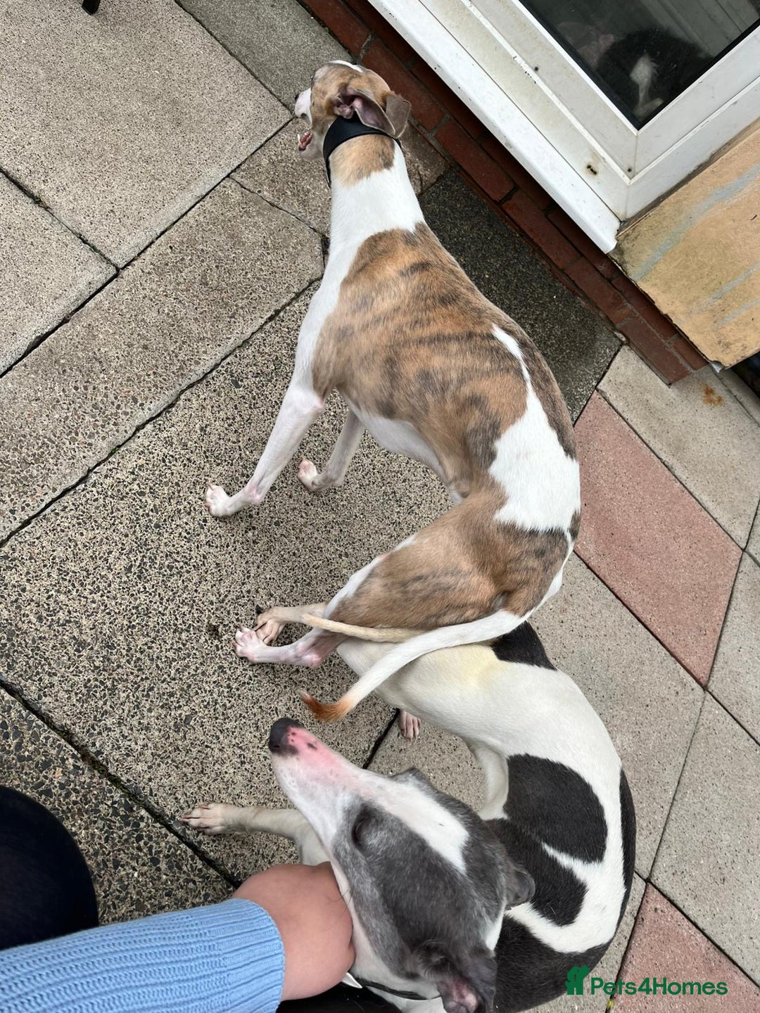 Whippet dogs for sale: KC WHIPPET FOR SALE AGE 2 - Advert 11