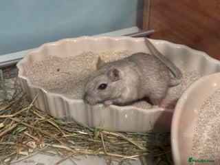 Gerbil rodents 2 male Gerbils - Advert 2