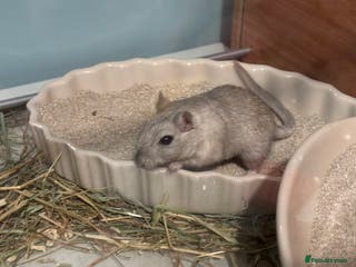 Gerbil rodents 2 male Gerbils - Advert 7