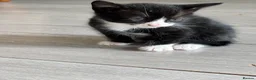 Mixed Breed cats for sale: Mixed breed kittens - Advert 6