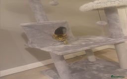 Mixed Breed cats for sale: Female tabby kitten  - Image 3