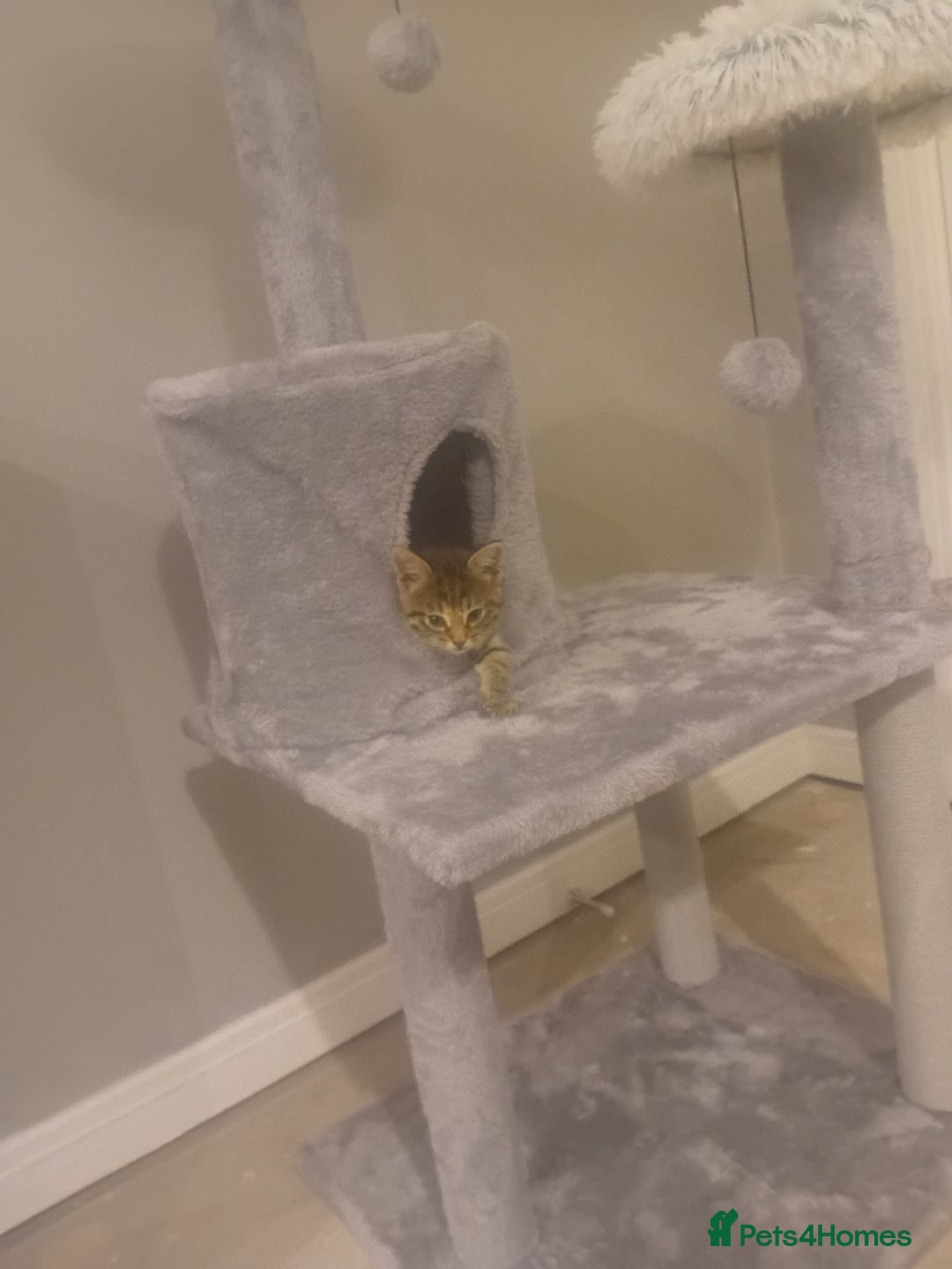 Mixed Breed cats for sale: Female tabby kitten  - Image 3