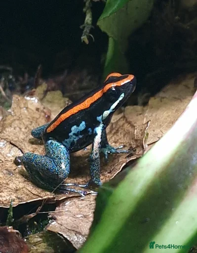 Gallery Image {{count}}