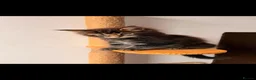 Maine Coon cats for sale: 🐾 FIVE MAINE COON (TWO POLYDACTYL)  - Advert 8