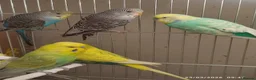 Budgerigars birds for sale: Budgies  in London - Advert 8