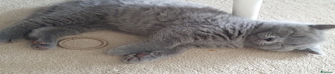 British Shorthair Kitten 2