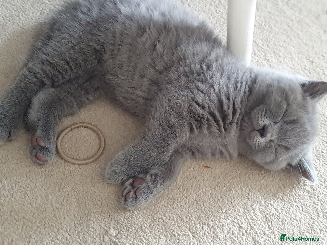 British Shorthair cats for sale: 4 Britain short hair kittens - Image 3