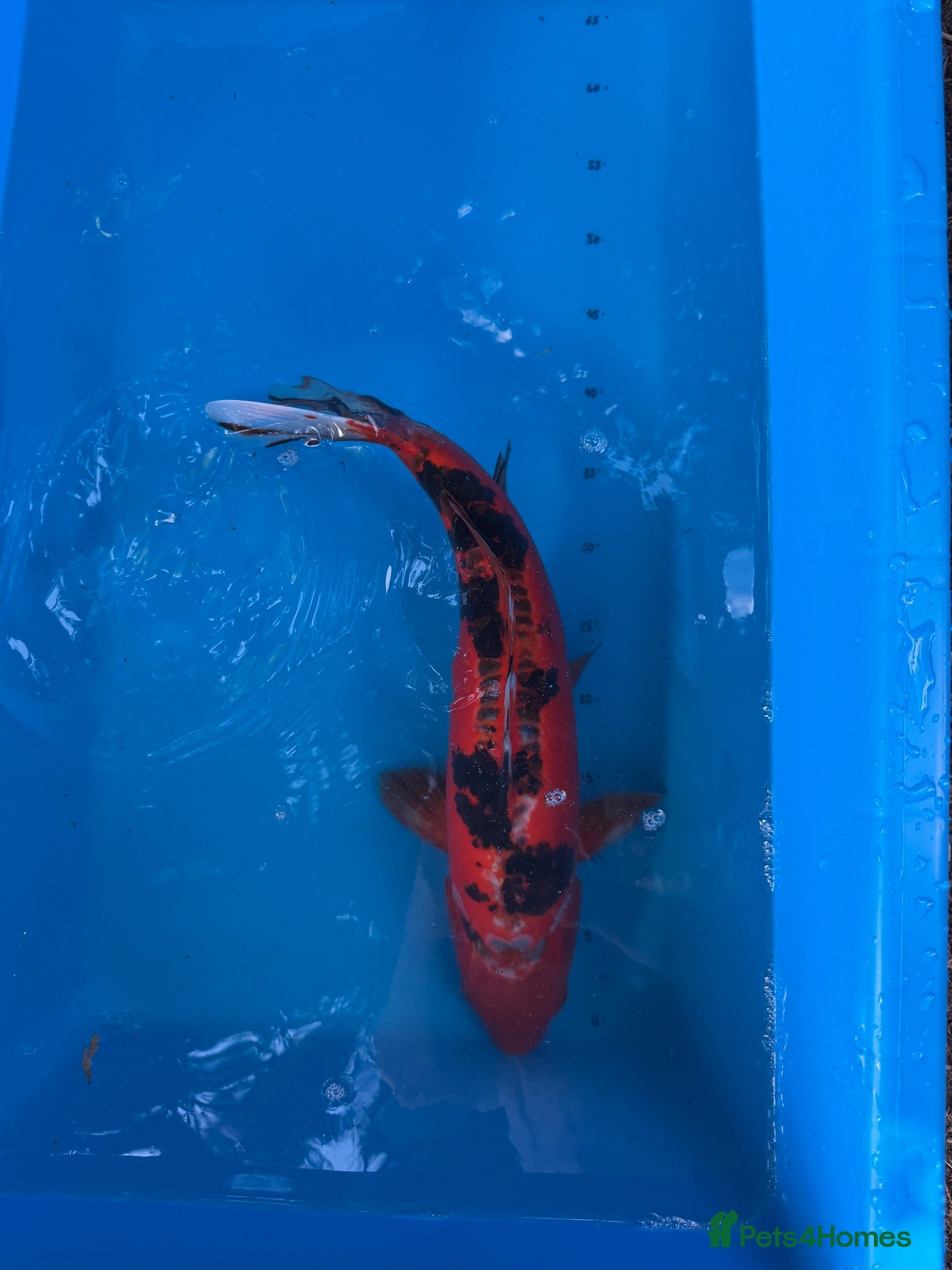 Koi Carp fish 4 Year Old Striking Doitsu Female Koi  - Advert 3