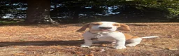 Beagle dogs for sale: Boy Lemon Pedegree Beagle - 5 months - Advert 3