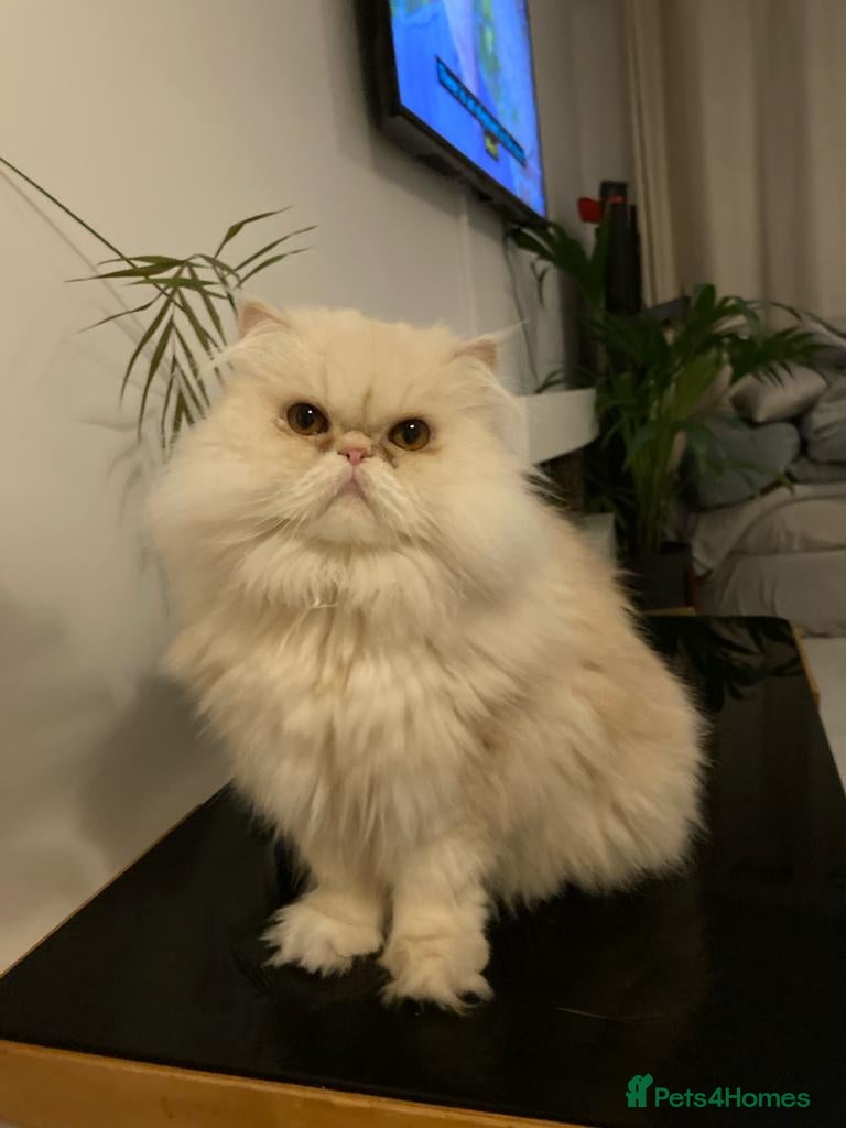 Persian cats GCCF 4-Year-Old Male Persian Cat - Neutered in London - Advert 2