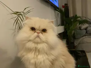 Persian cats GCCF 4-Year-Old Male Persian Cat - Neutered in London - Advert 1