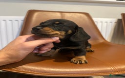 Dachshund dogs for sale: Chunky Standard Homebred Dachshunds - Image 21