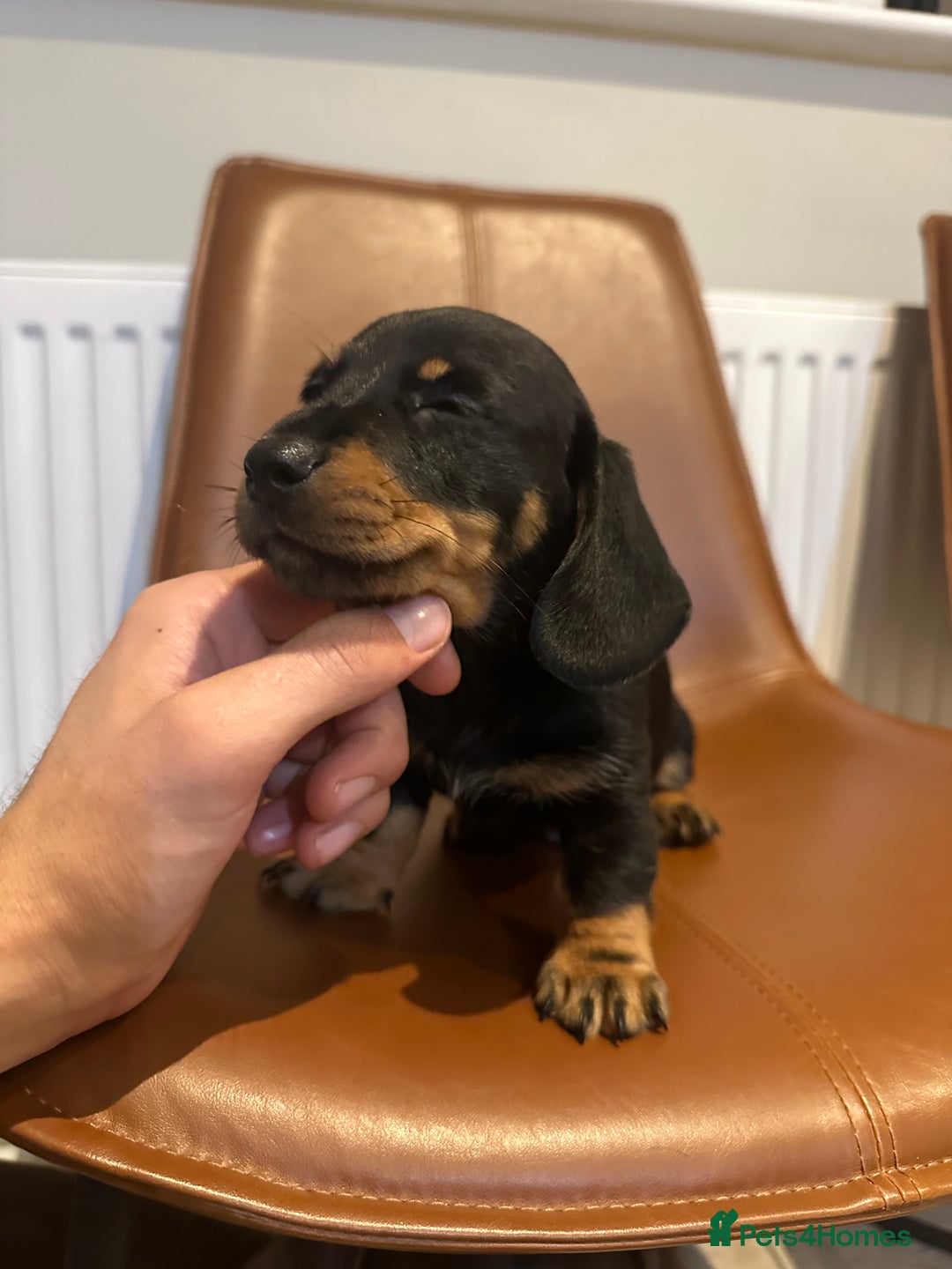 Dachshund dogs for sale: Chunky Standard Homebred Dachshunds - Image 21