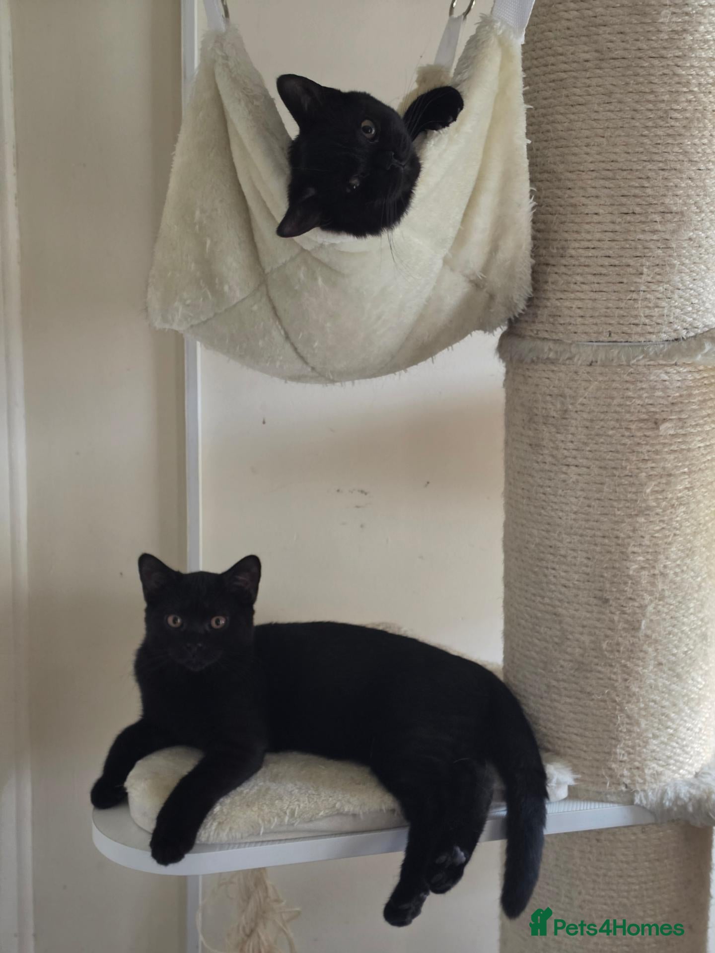 British Shorthair cats British shorthair kittens last BLACK BOYS - Advert 2