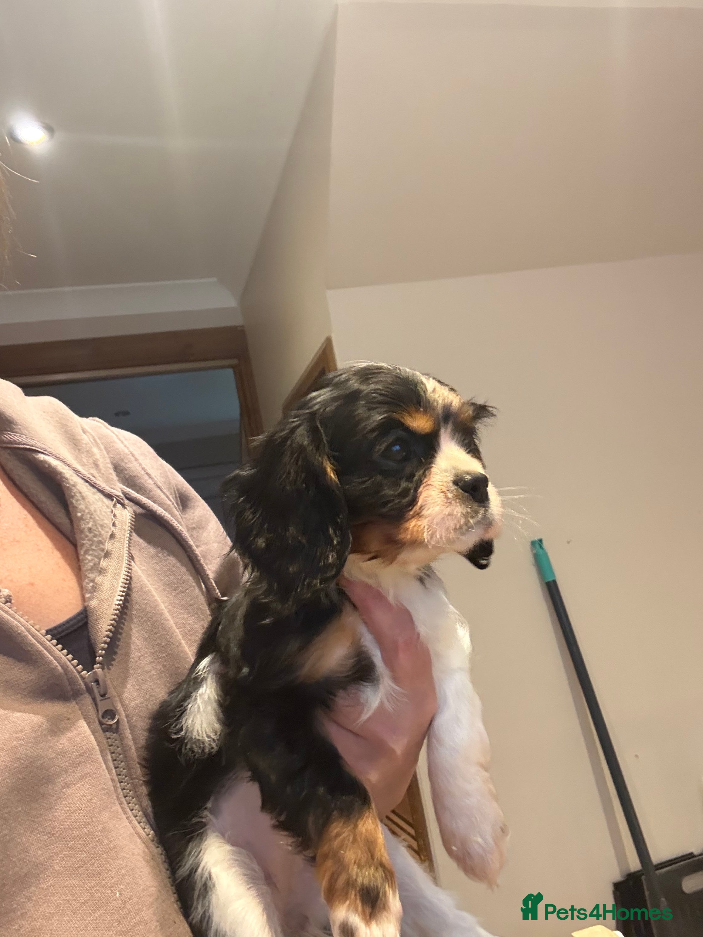 Cavalier King Charles Spaniel dogs TRI GIRL BACK AVAILABLE 🌟 - Advert 2