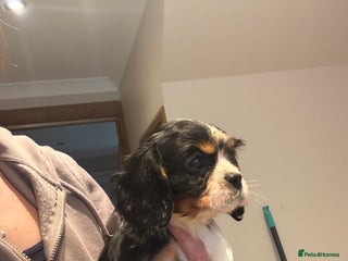 Cavalier King Charles Spaniel dogs TRI GIRL BACK AVAILABLE 🌟 - Advert 1