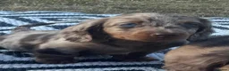 Miniature Dachshund dogs for sale: Miniature longhaired dachshund  in Rochester - Advert 19