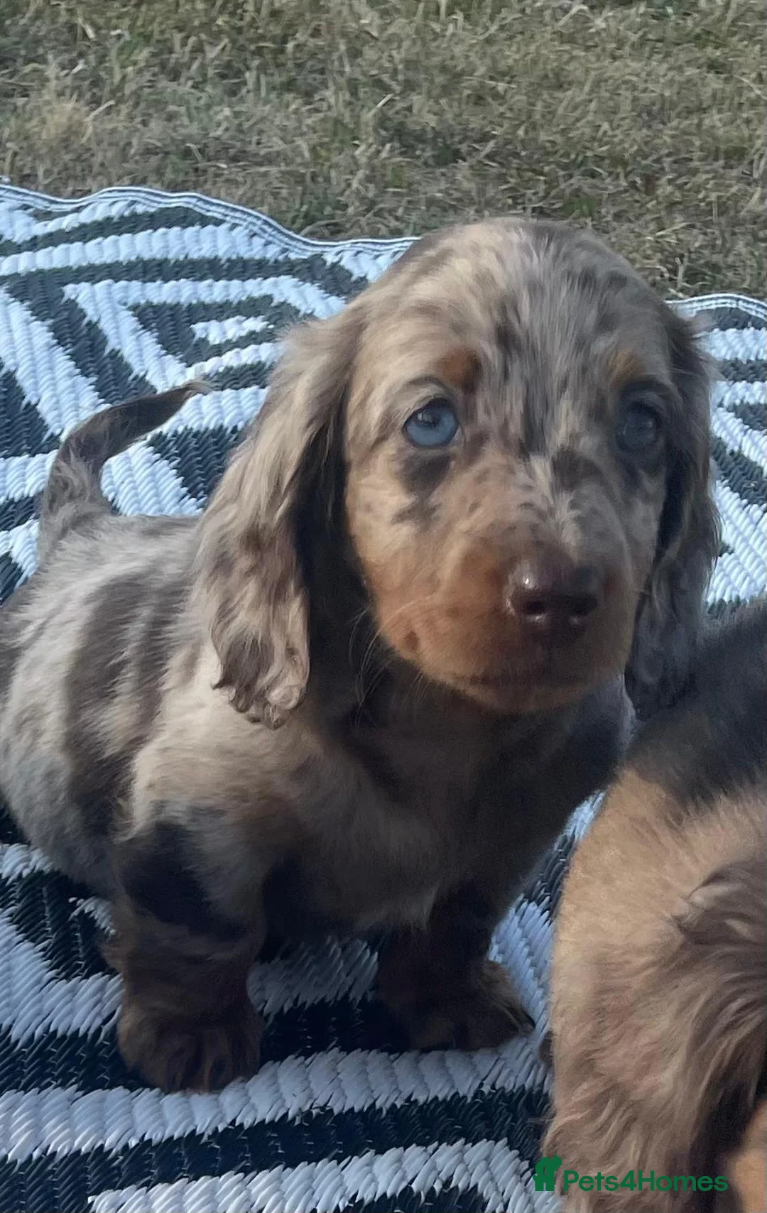 Miniature Dachshund dogs for sale: Miniature longhaired dachshund  in Rochester - Advert 19