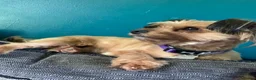 Mixed Breed dogs for sale: Jack Russel x Yorkshire terrier male - Advert 1