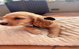 Cocker Spaniel dogs for sale: Cocker spaniel KC Registered,working type - Image 10