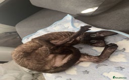 Cornish Rex cats for sale: Bruno, Cornish rex - Image 6