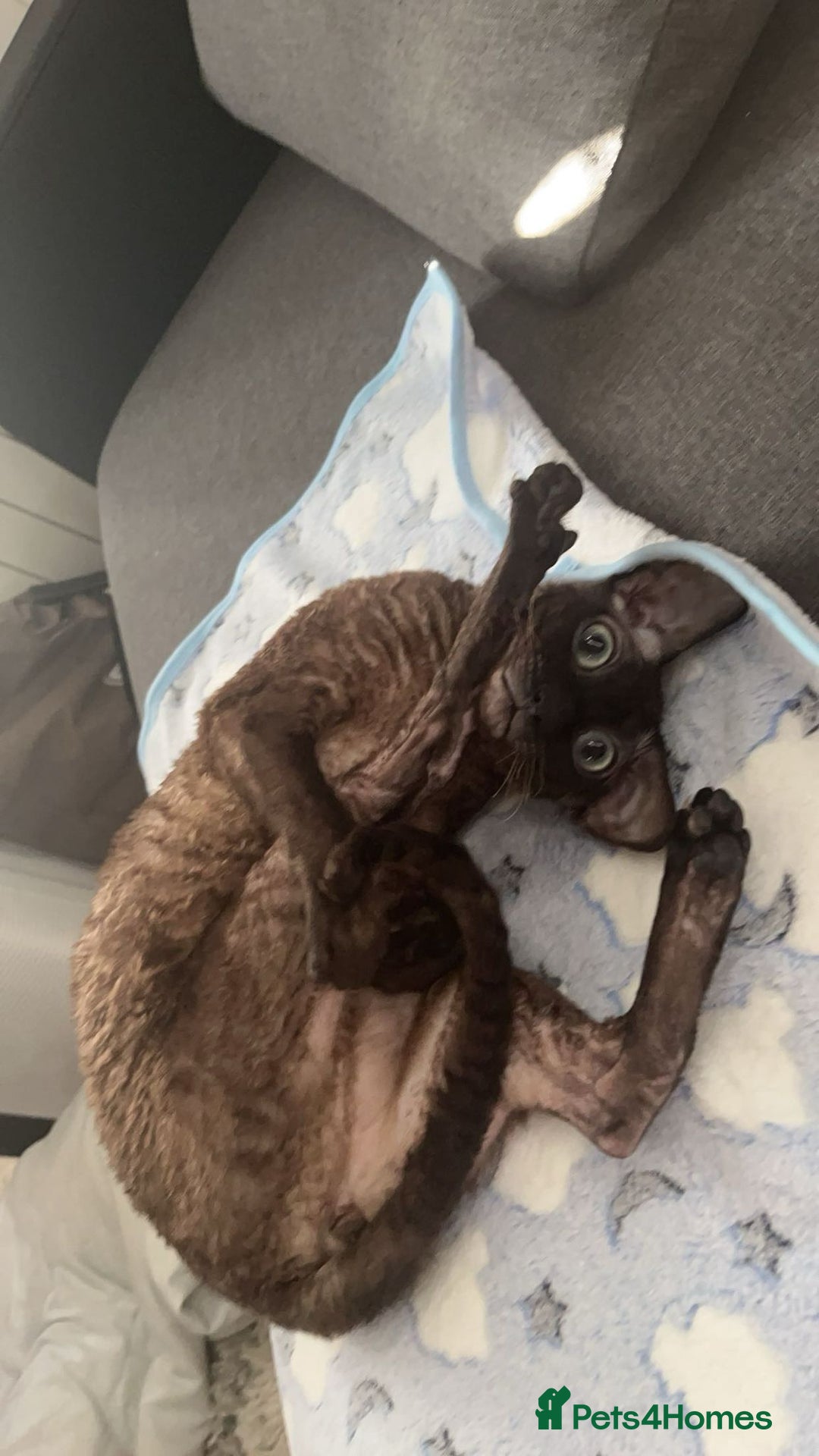 Cornish Rex cats for sale: Bruno, Cornish rex - Image 6