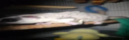 Sugar Glider rodents for sale: Male and female sugar glider 9 months old  in Crook - Advert 3