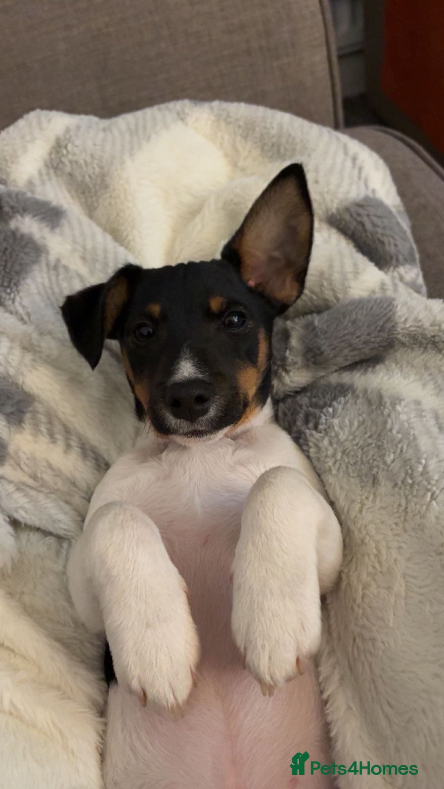 Jack Russell dogs 10 month old Jack Russell - Advert 1
