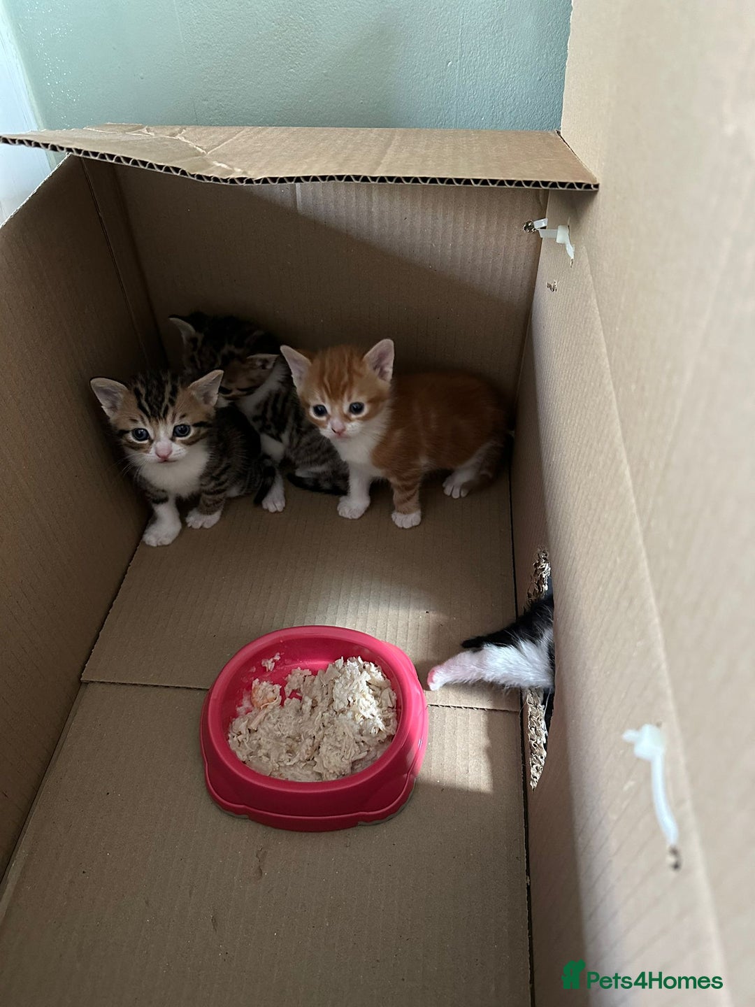 Mixed Breed cats for sale: One tabby boy left - Image 6