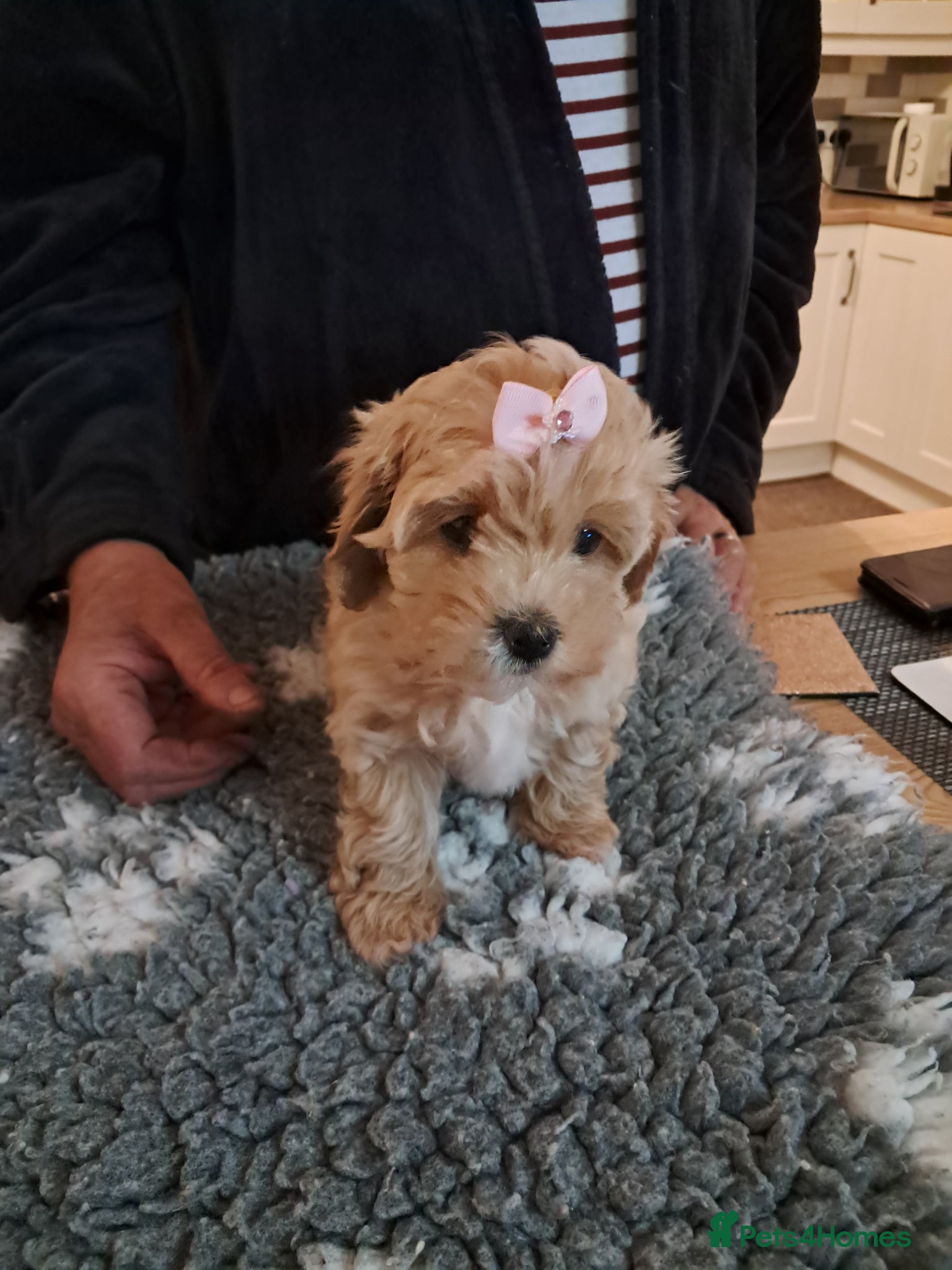 Maltipoo dogs READY THIS WEEKEND 1 female available - Advert 5