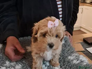 Maltipoo dogs READY THIS WEEKEND 1 female available - Advert 5