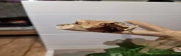 Gecko reptiles for sale: ✨️Pretty male crested gecko.✨️ frog butt 🐸 - Advert 3
