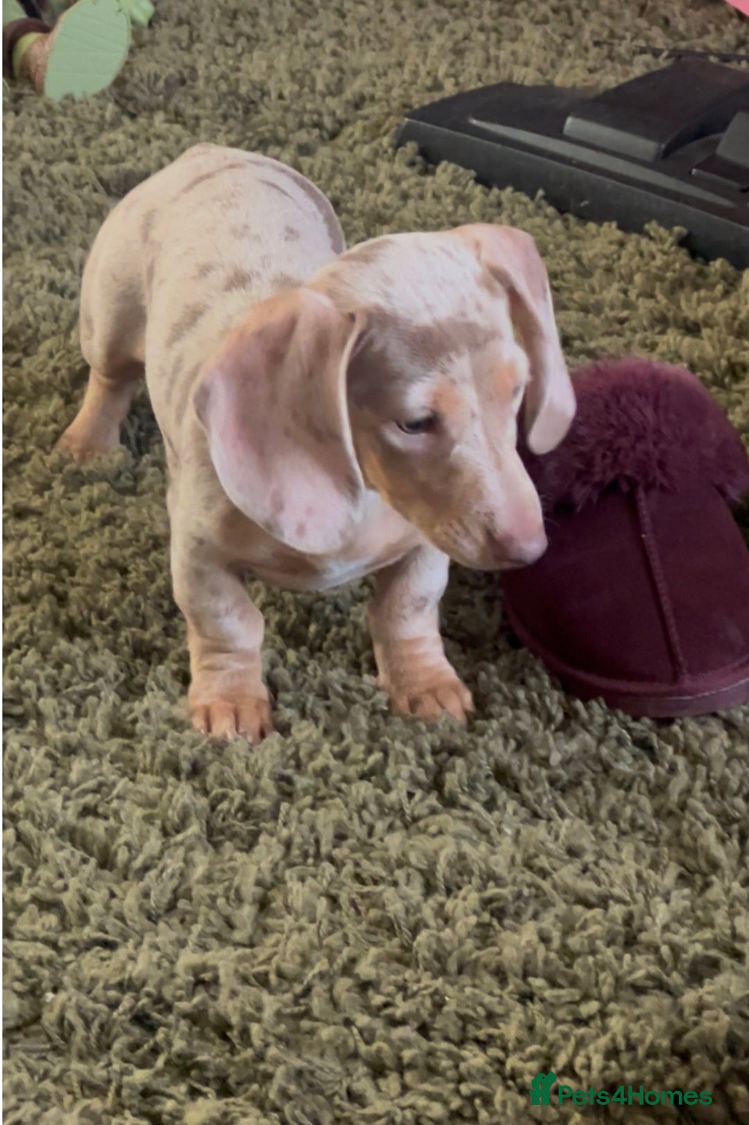 Miniature Dachshund dogs for sale: 1 Beautiful Kc reg Girl 💗 needs rehoming  - Advert 13