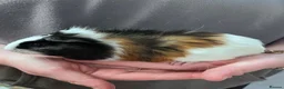 Guinea Pig rodents for sale: Young Boar guinea pigs  - Advert 6