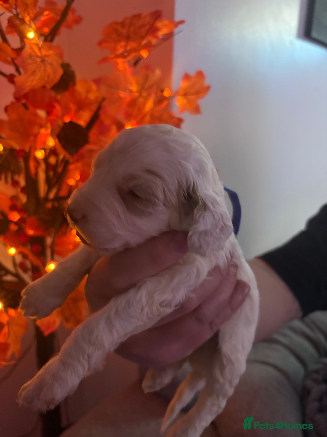 Sproodle dogs for sale: F2 Sproodle Puppies - Image 17