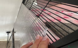 Chinchilla rodents for sale: 2 Female Chinchillas and Full set up!  - Image 18
