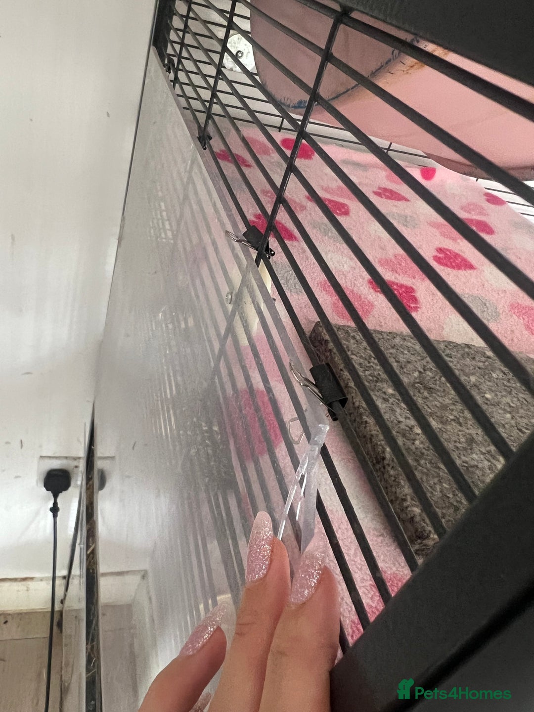 Chinchilla rodents for sale: 2 Female Chinchillas and Full set up!  - Image 18