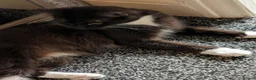 Mixed Breed cats for sale: Beautiful kitten looking for new home  - Advert 5