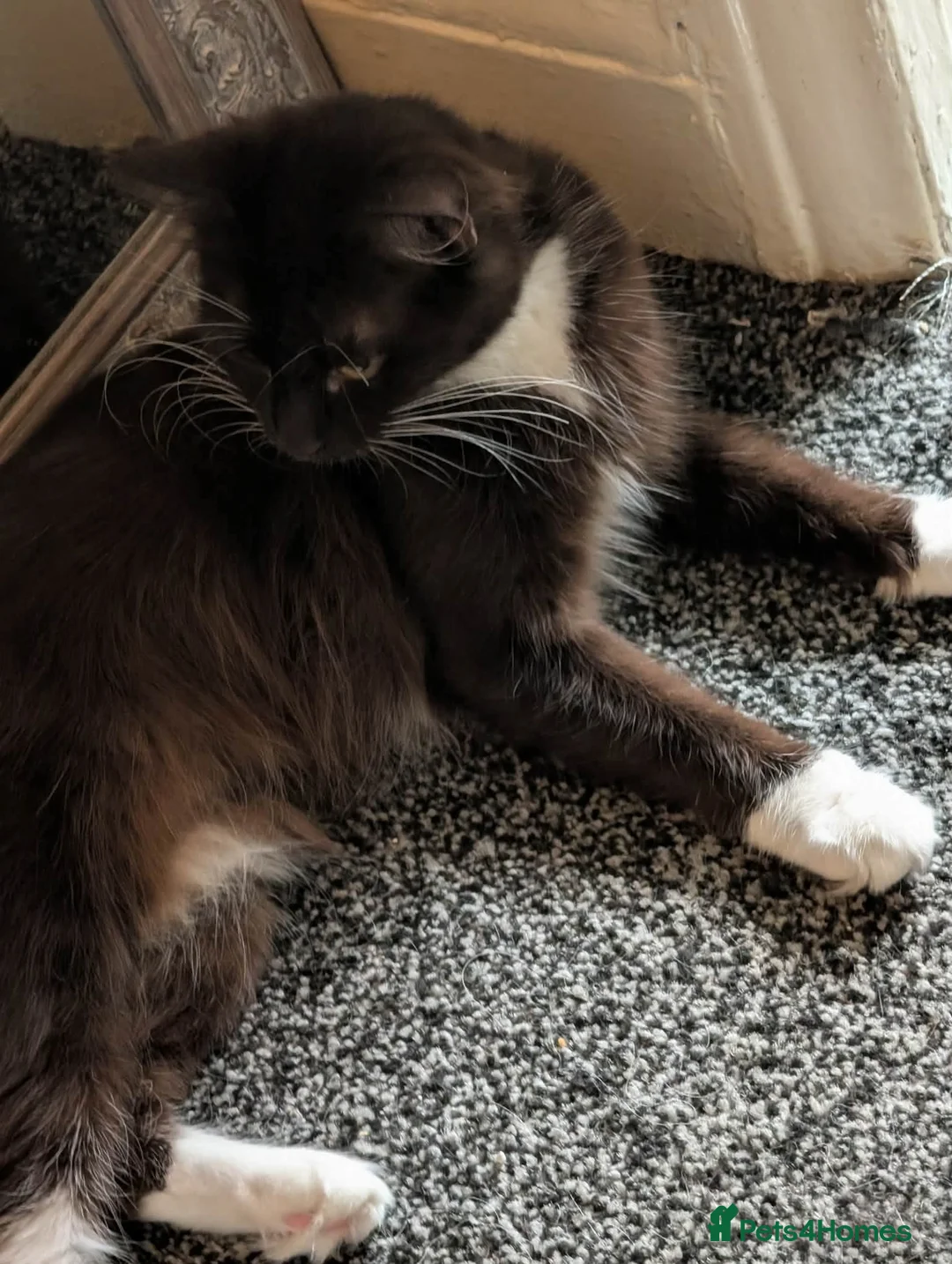 Mixed Breed cats for sale: Beautiful kitten looking for new home  - Advert 5