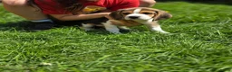 Beagle dogs for sale: Beagle puppies ready for love!! - Advert 18