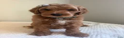 Mixed Breed dogs for sale: Australian Labradoodles RED/ WHITE TUX Girls  - Advert 32