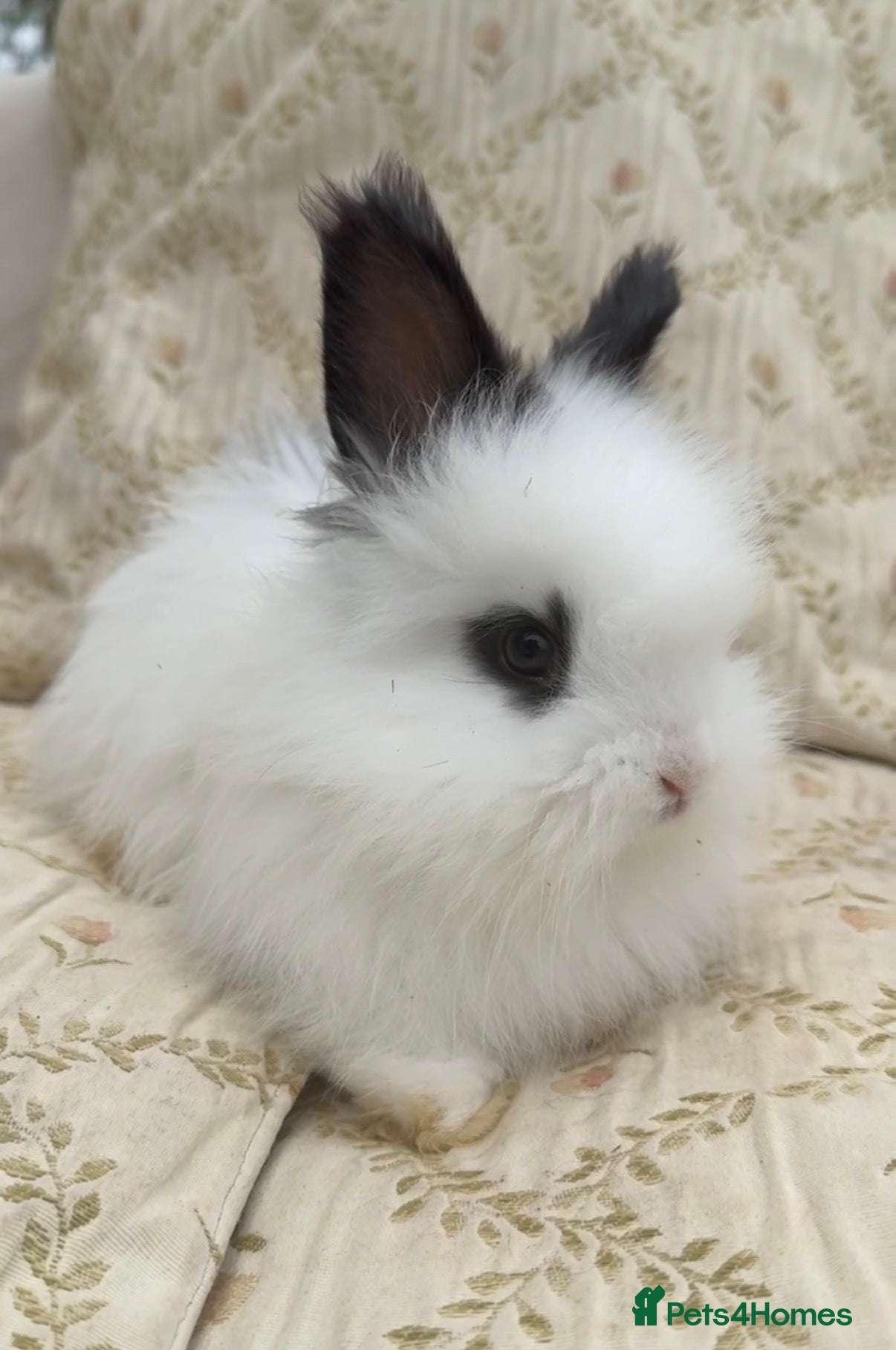 Angora rabbits Angora x bunnies 8 weeks old  - Advert 3