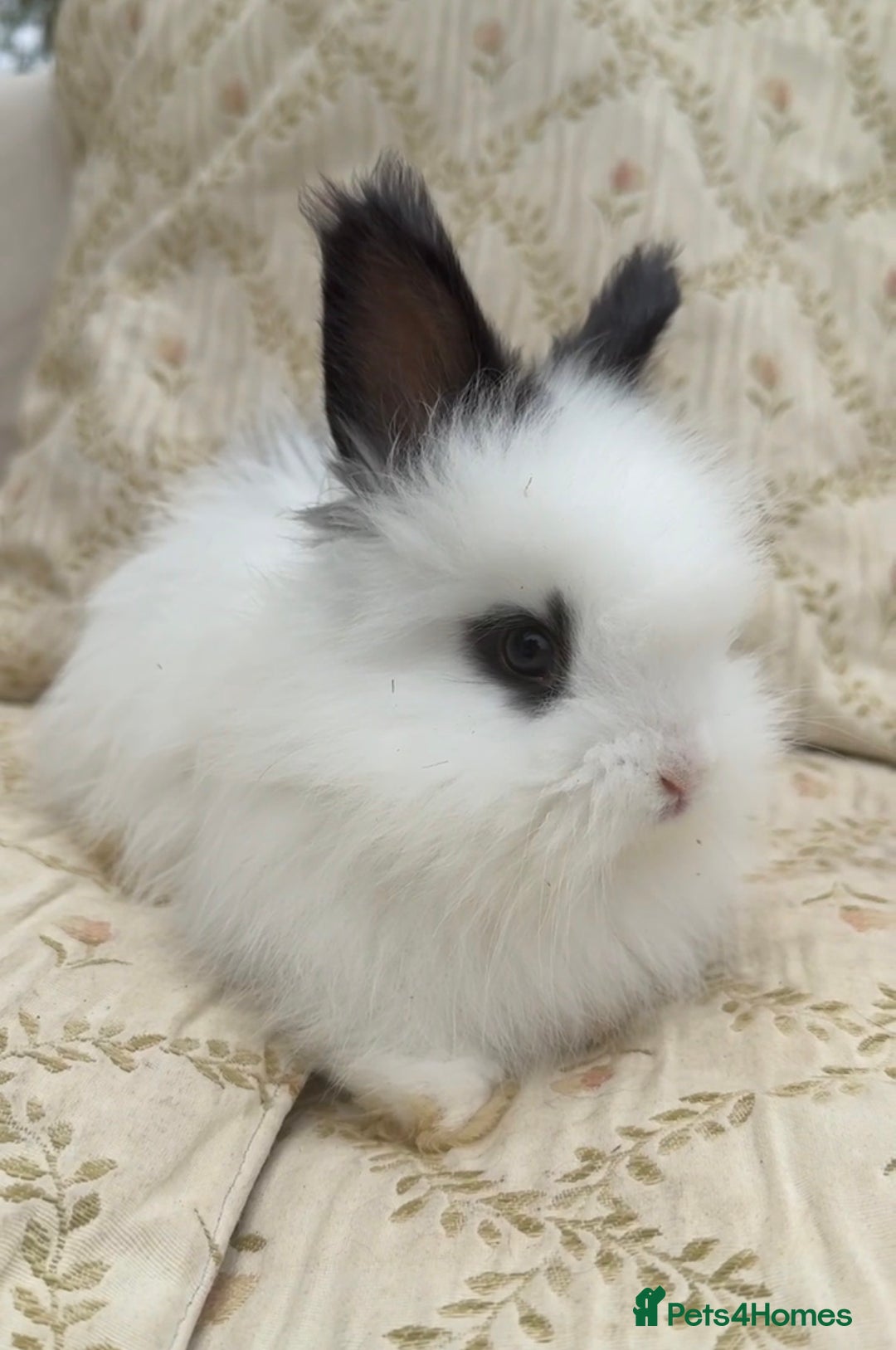 Angora rabbits for sale: Angora x bunnies 8 weeks old  - Advert 1