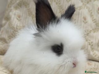 Angora rabbits Angora x bunnies 8 weeks old - Advert 3