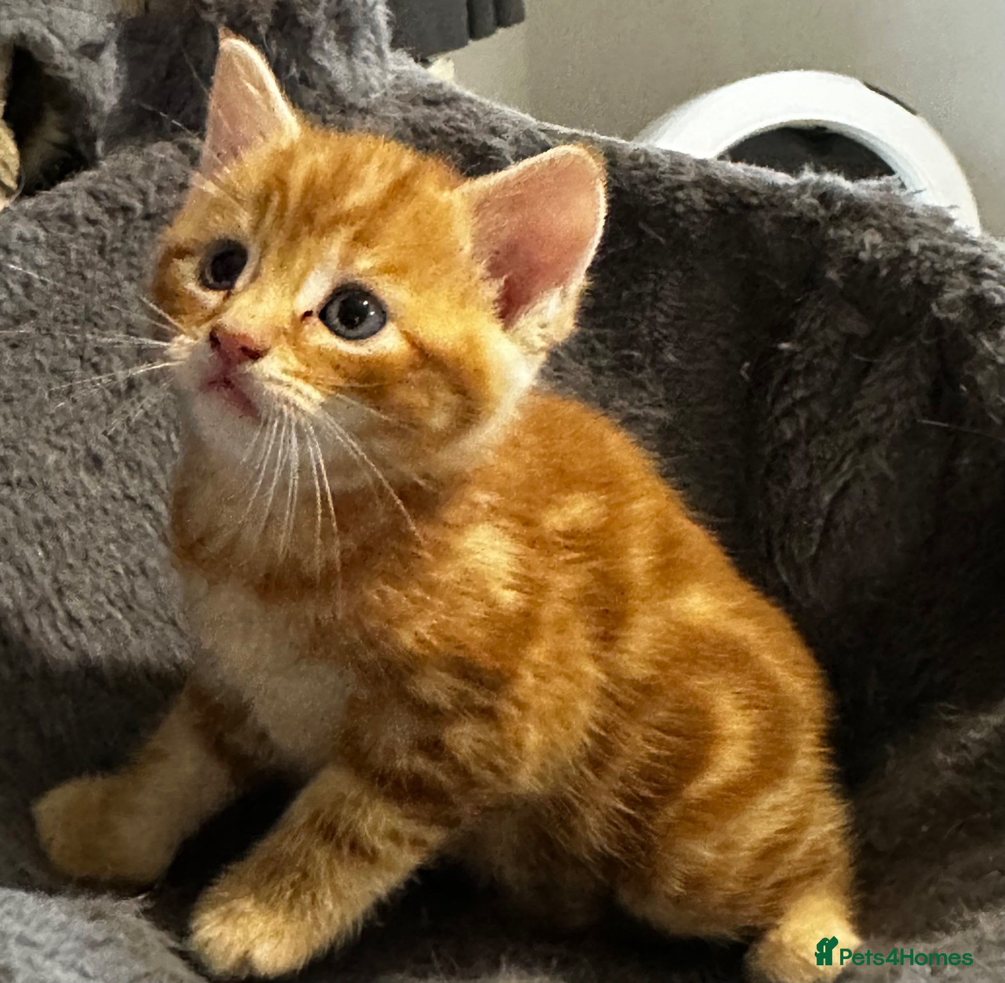 Domestic Shorthair cats Kittens for sale - Advert 17